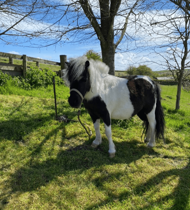 Farmer Percy’s Farm Yard Gang