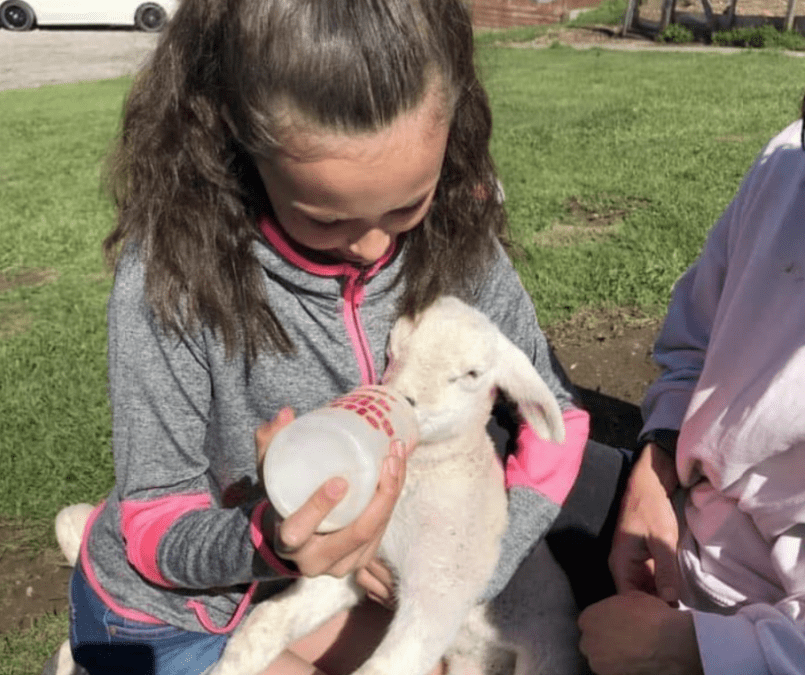 Lambing Experience Weekends 2023 at Humble Bee Farm