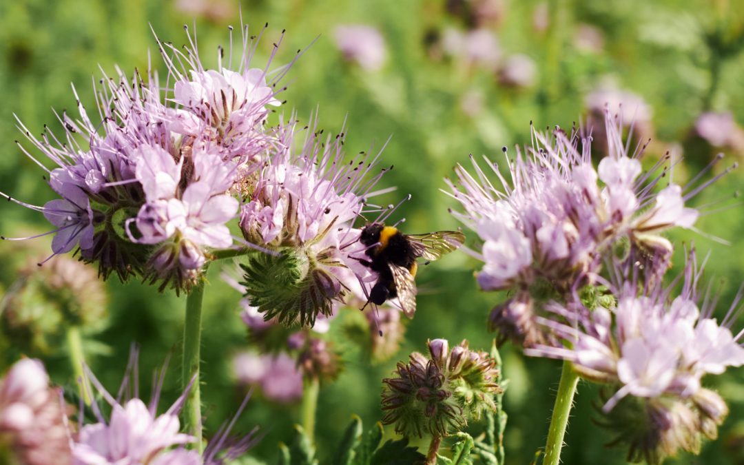 Humble Bee Farm and Mindfulness