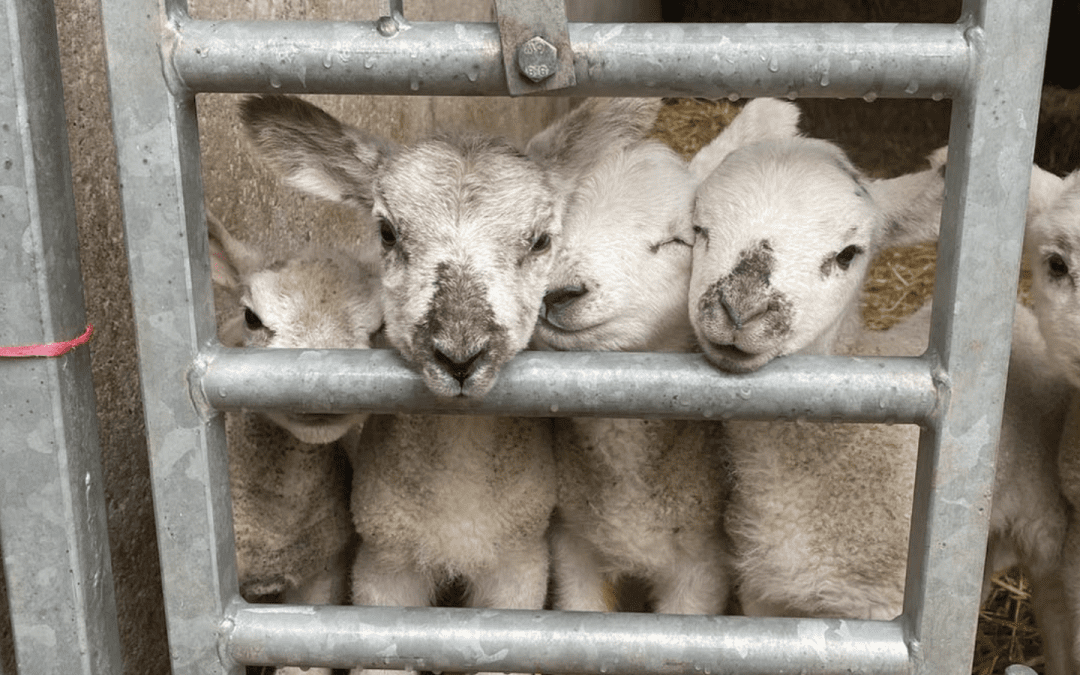 Lambing Sundays at Humble Bee Farm