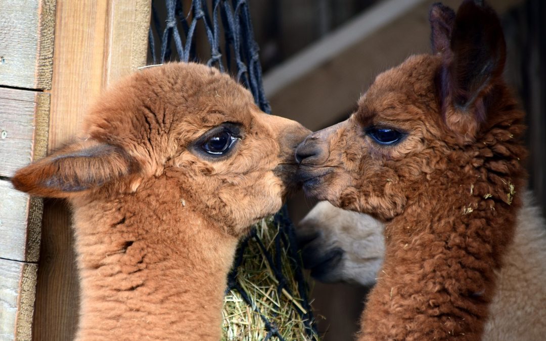 Alpaca Adventures