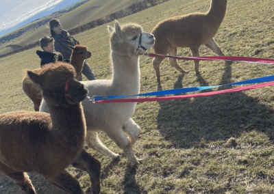 Alpacas