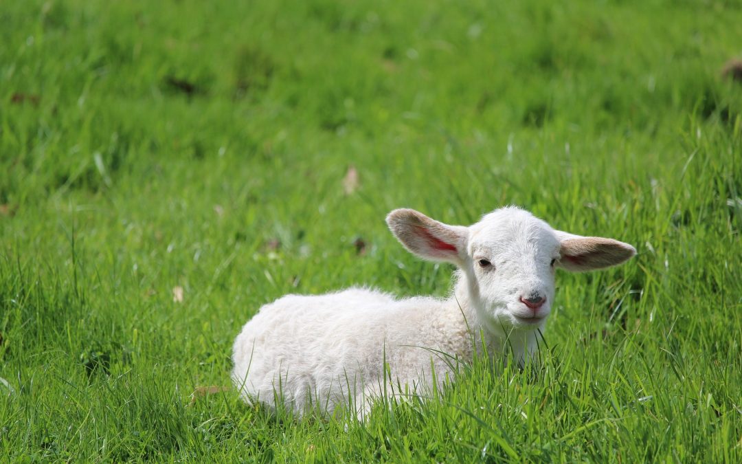 Lambing at Humble Bee Farm – What an Experience!