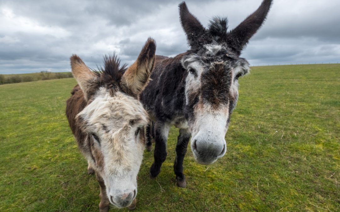 Farmyard Gang in Winter