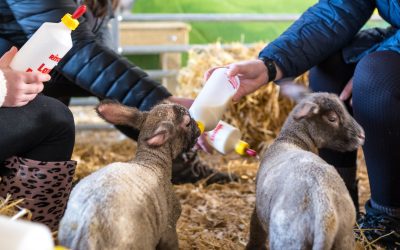 Lambing Experiences Spring 2025 – Open to the Public