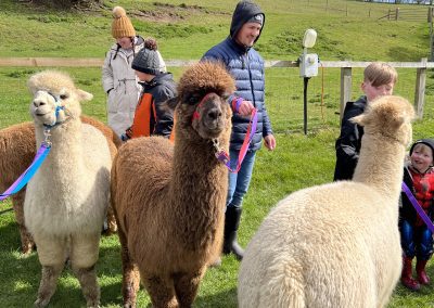 alpacas