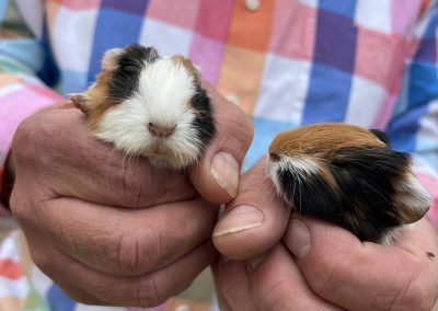 Guinea pigs