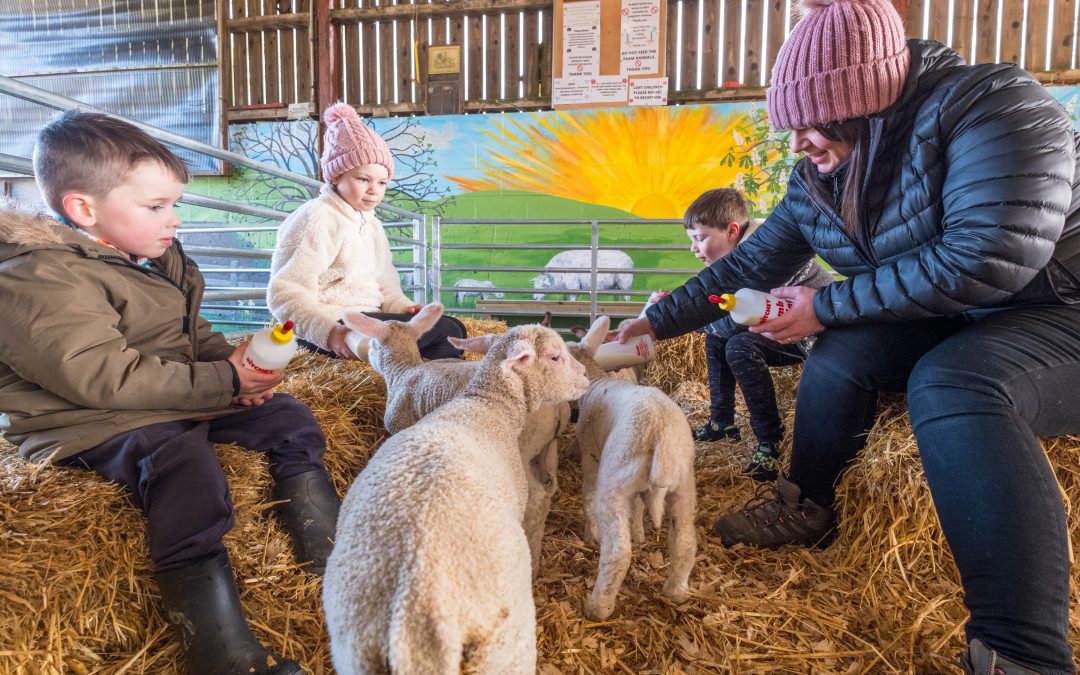 Lambing Spring 2024  – Come and Stay or Join Us for the Day!