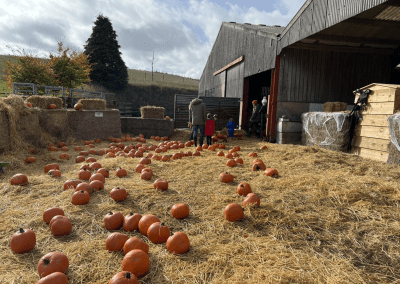 Pumpkin Patch