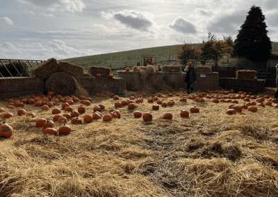 Pumpkins