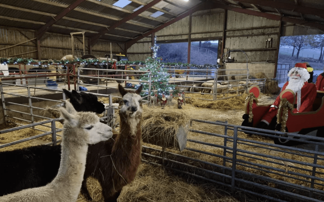 Festive Barn at Humble Bee Farm