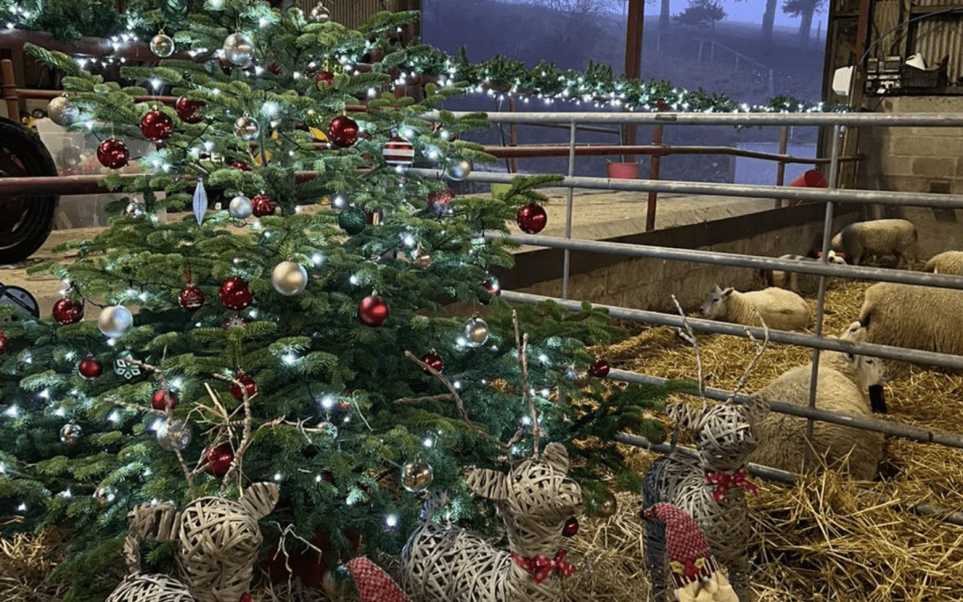 Our Special Festive Barn at Humble Bee Farm