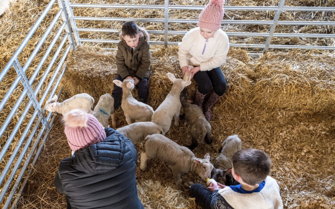 Farmer Percy’s VIP Lambing Experience 