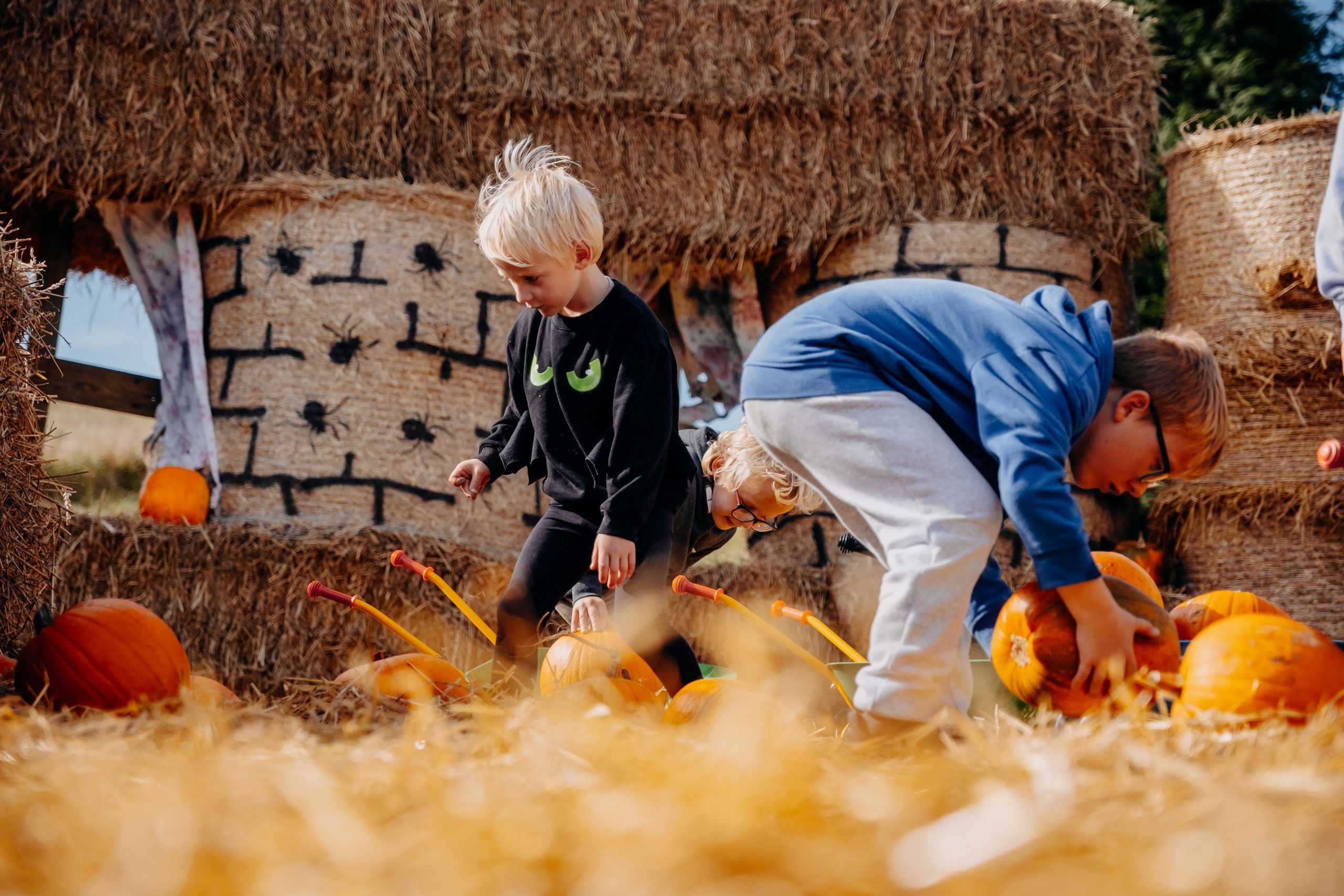 pumpkins