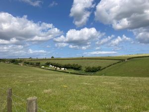 Fields