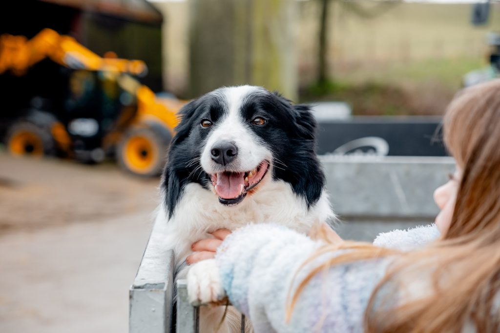 dog