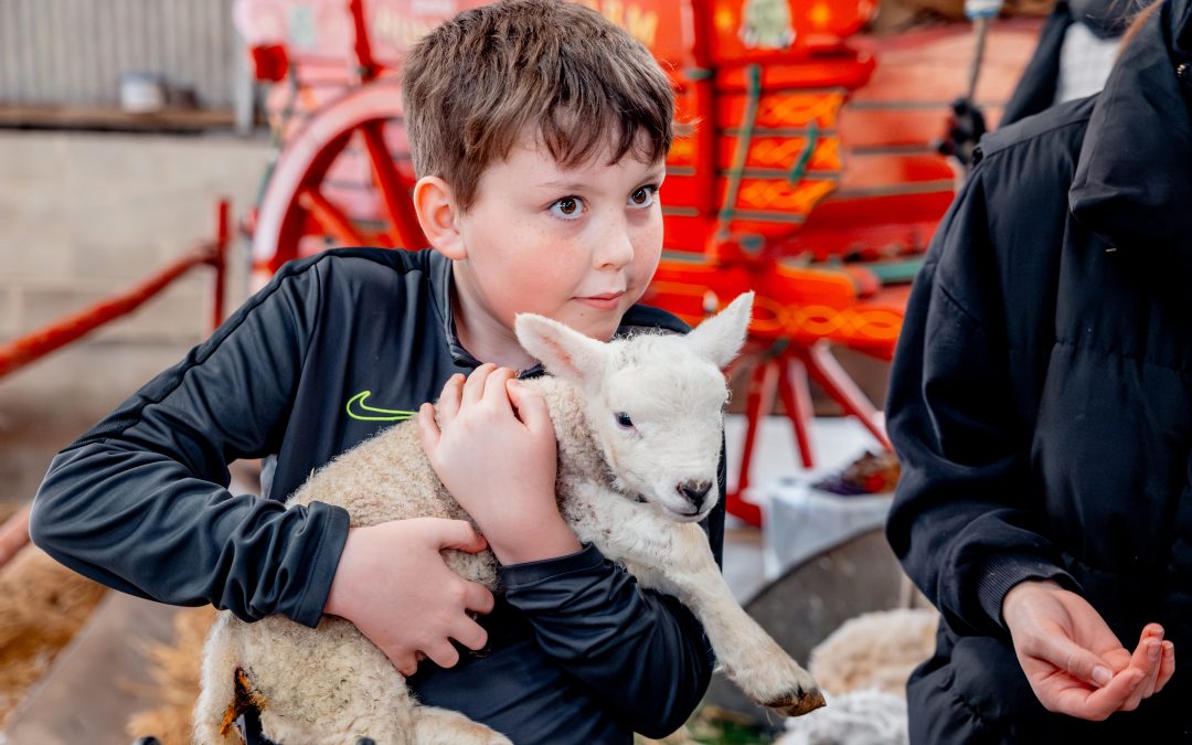 Lambing Experience- Open to the public